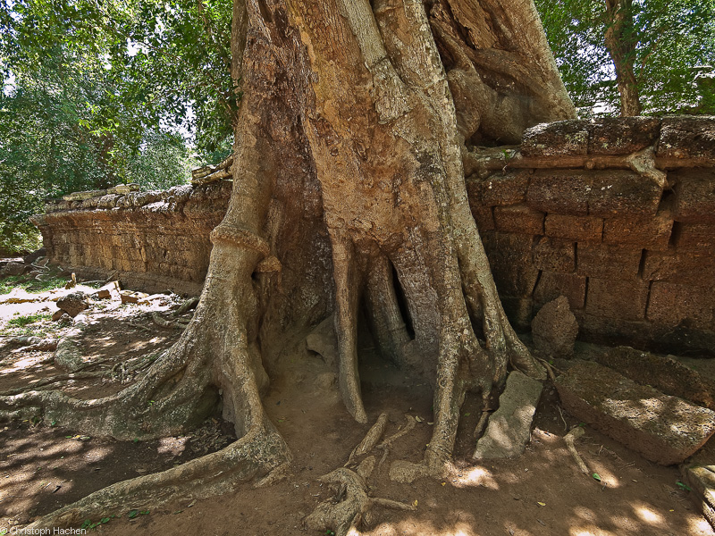 Cambodia - Ta Prohm