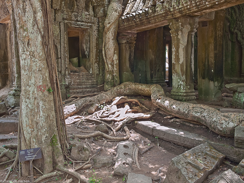 Cambodia - Ta Prohm