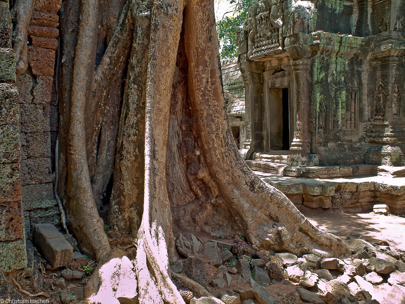 Cambodia - Ta Prohm