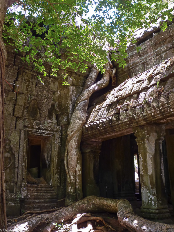 Cambodia - Ta Prohm