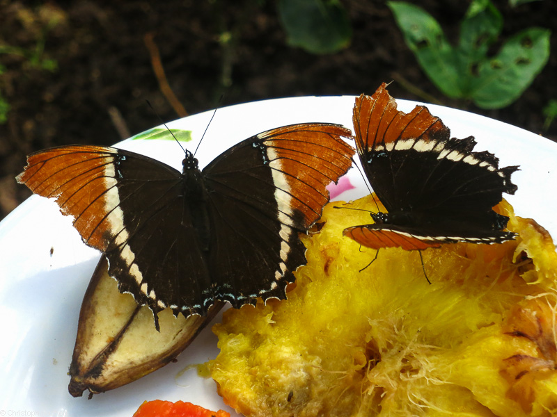 Costa Rica - Arenal