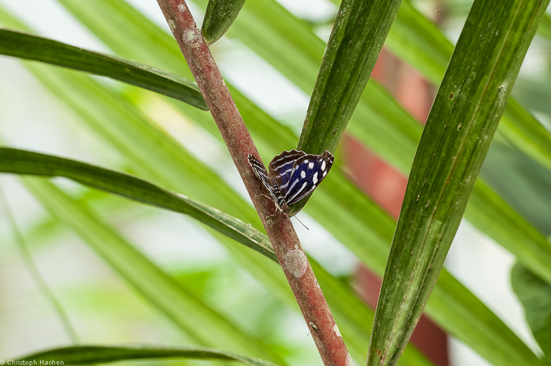 Costa Rica - Arenal