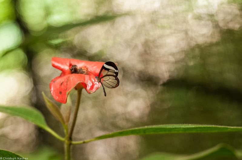 Costa Rica - Arenal