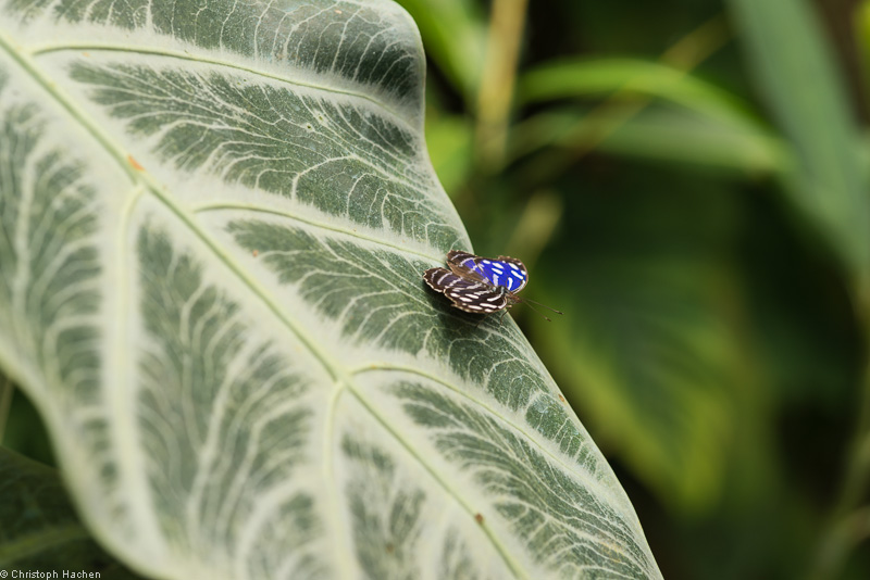 Costa Rica - Arenal