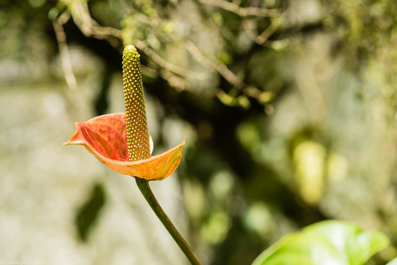 Costa Rica - Arenal