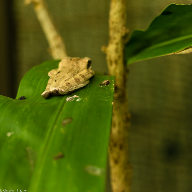 Costa Rica - Arenal