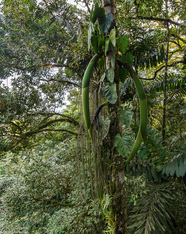 Costa Rica - Arenal