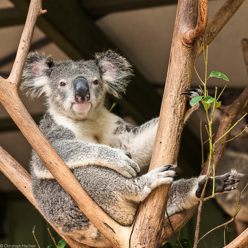 Australia - Brisbane
