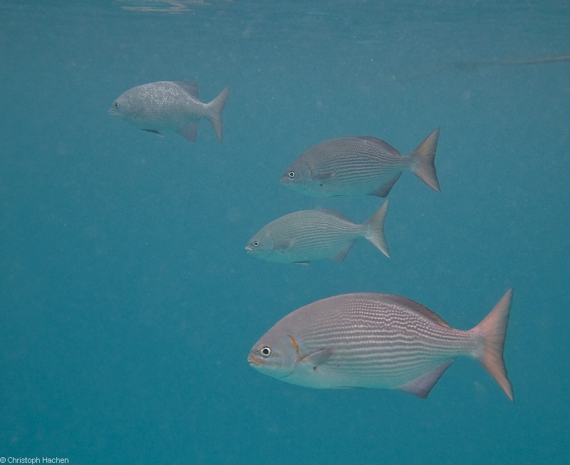 Australia - Cairns - Great Barrier Reef