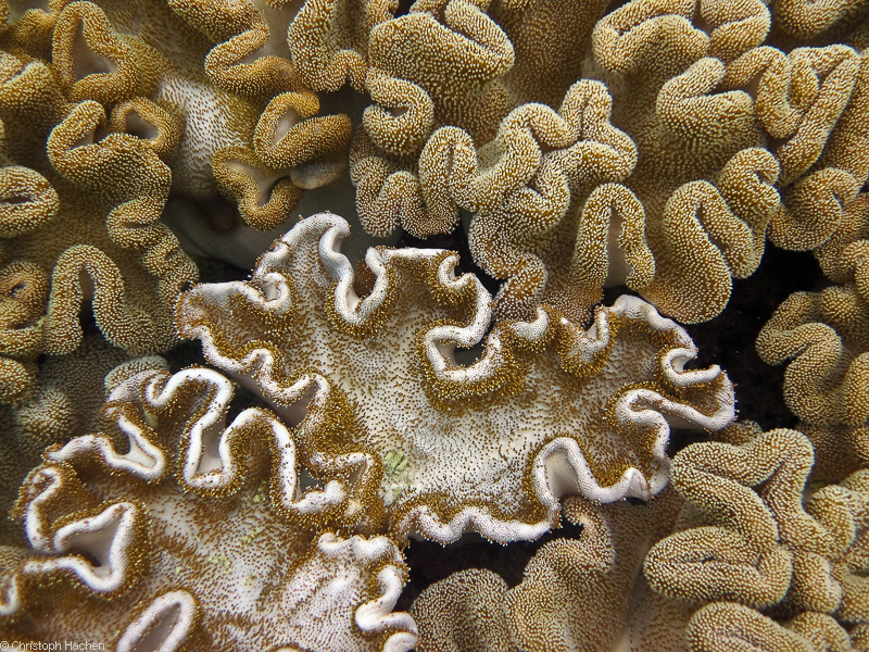 Australia - Cairns - Great Barrier Reef