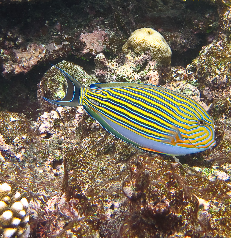 Australia - Cairns - Great Barrier Reef