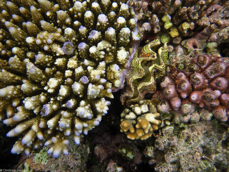 Australia - Cairns - Great Barrier Reef