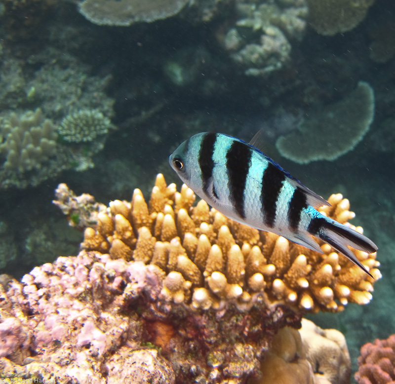 Australia - Cairns - Great Barrier Reef