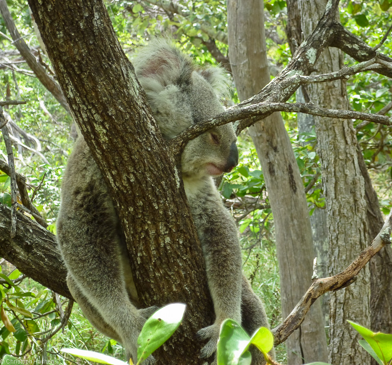Australia - Magnetic Island
