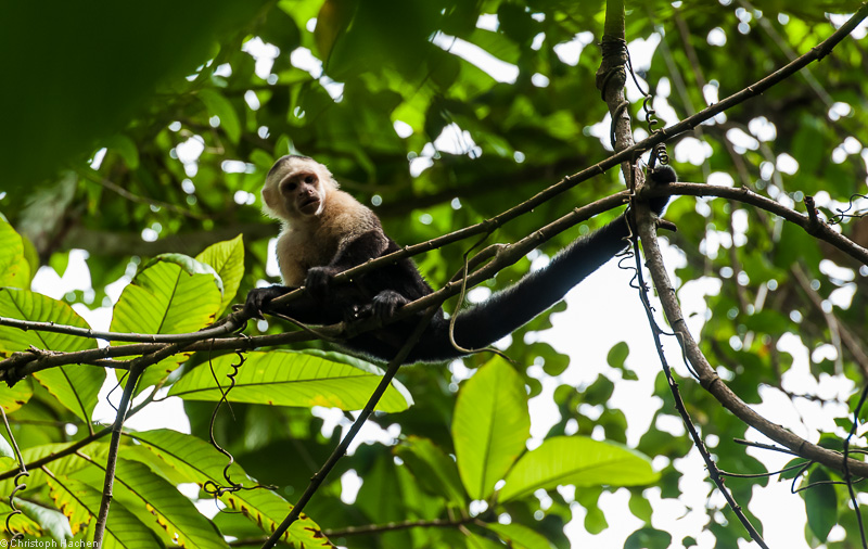 Costa Rica - Parque Nacional Corcovado