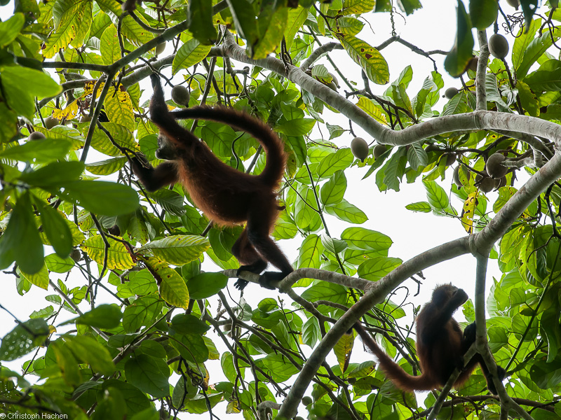 Costa Rica - Parque Nacional Corcovado