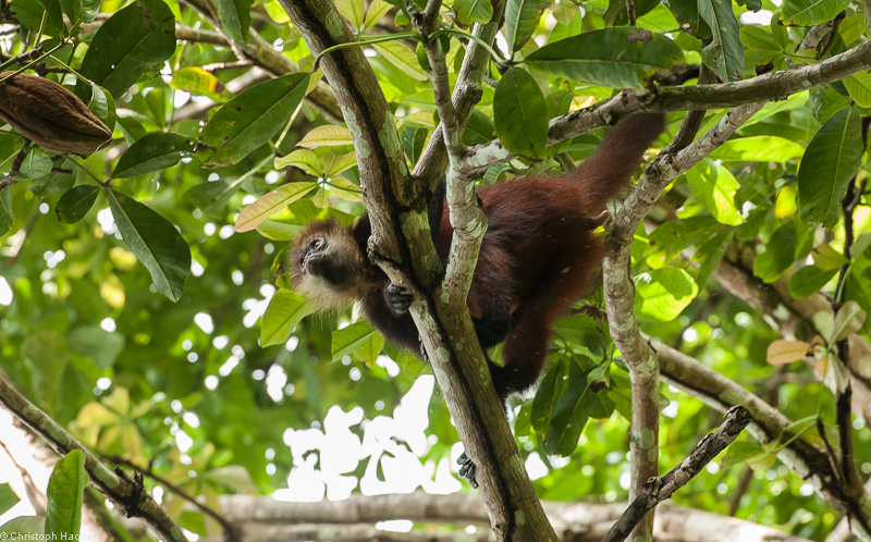 Costa Rica - Parque Nacional Corcovado