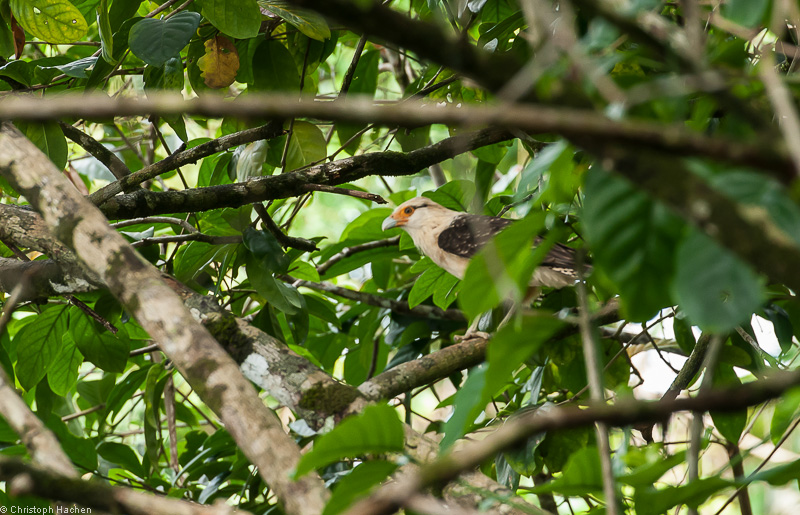 Costa Rica - Parque Nacional Corcovado