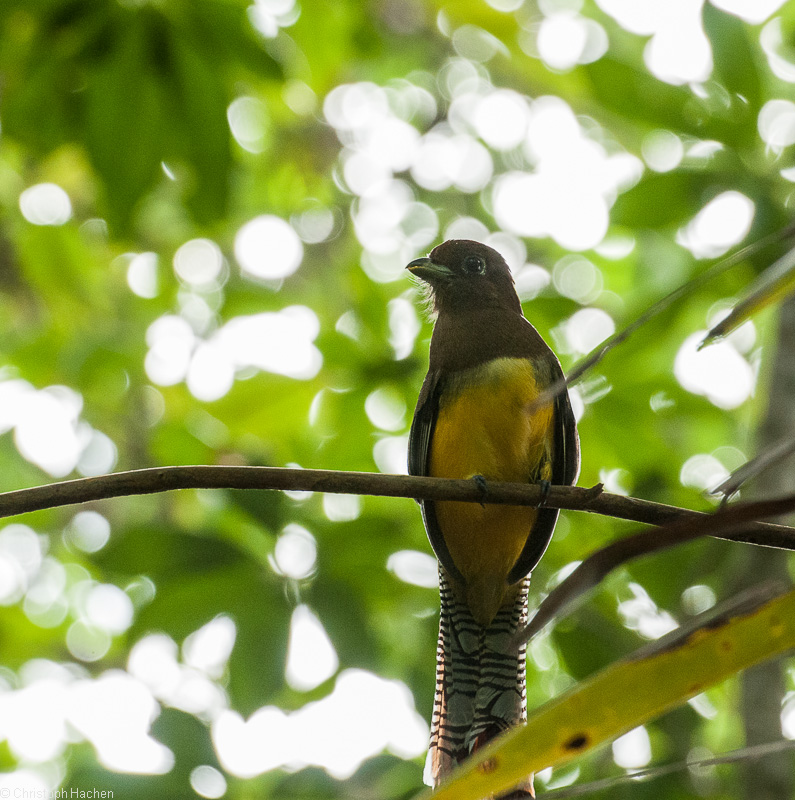 Costa Rica - Parque Nacional Corcovado