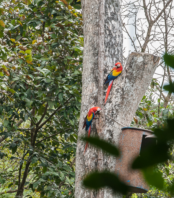 Costa Rica - Corcovado