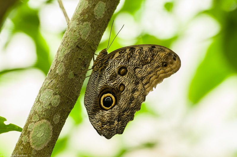 Costa Rica - Corcovado