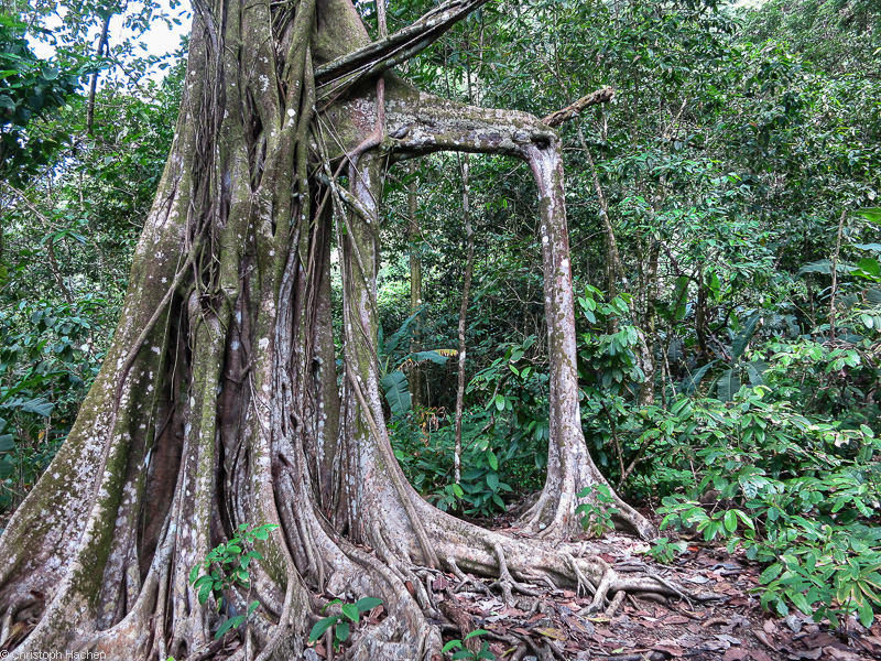 Costa Rica - Corcovado