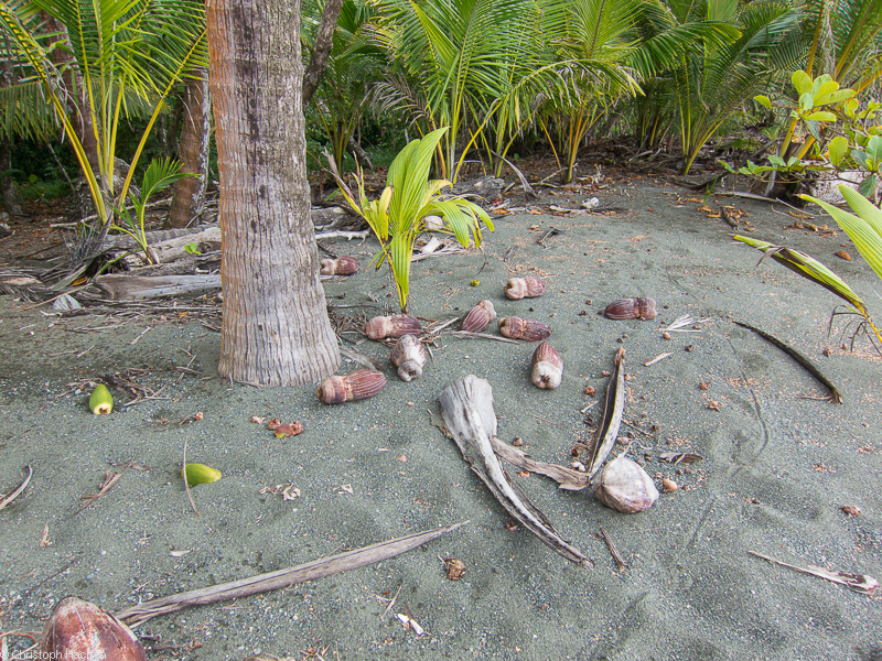 Costa Rica - Playa Corcovado