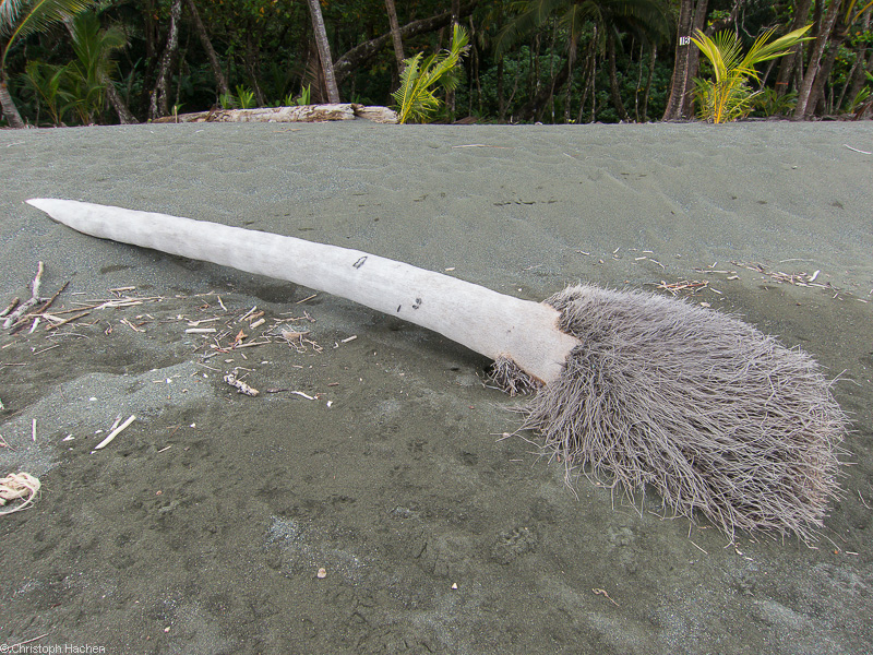 Costa Rica - Playa Corcovado