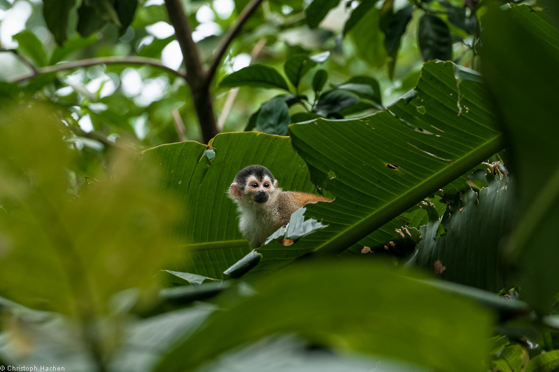 Costa Rica - Parque Nacional Corcovado