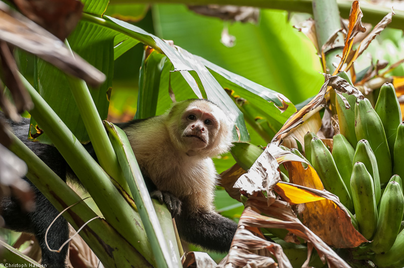 Costa Rica - Parque Nacional Corcovado