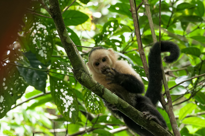 Costa Rica - Parque Nacional Corcovado