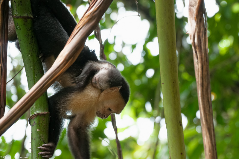 Costa Rica - Parque Nacional Corcovado