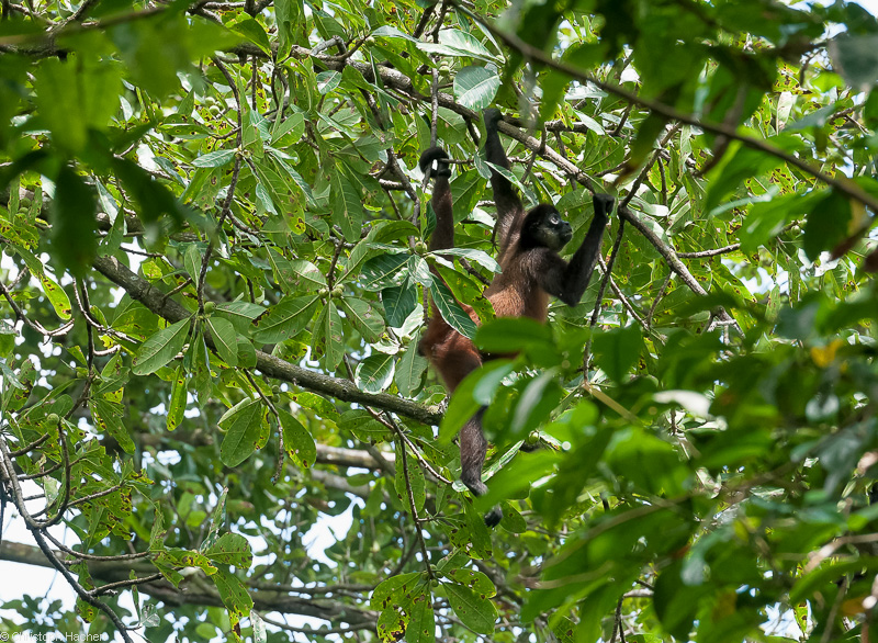 Costa Rica - Parque Nacional Corcovado