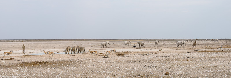 Namibia - Etosha