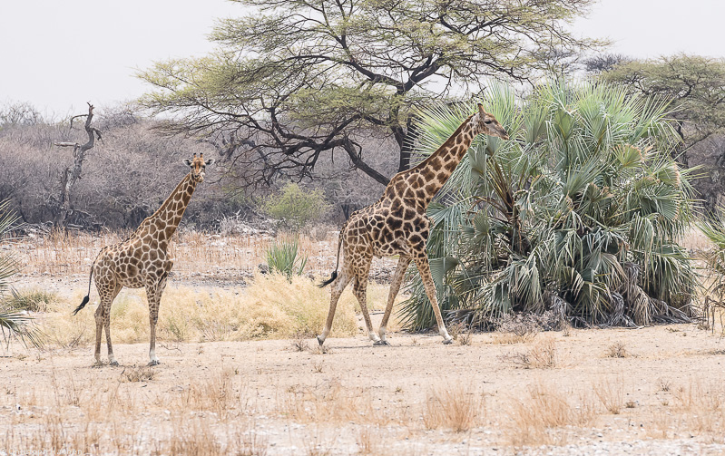 Namibia - Etosha