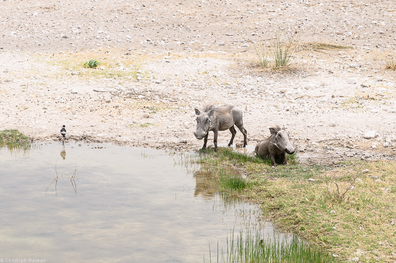 Namibia - Etosha
