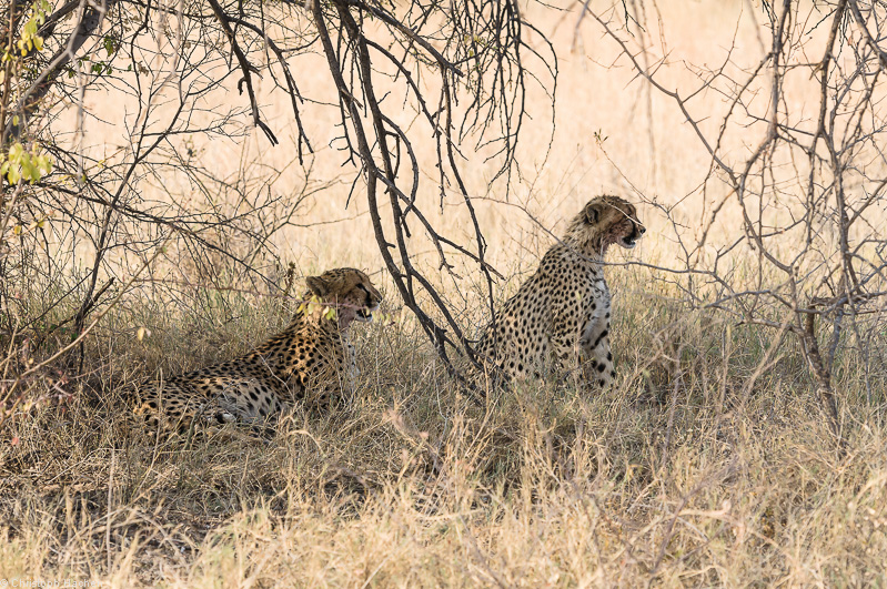 Namibia - Etosha
