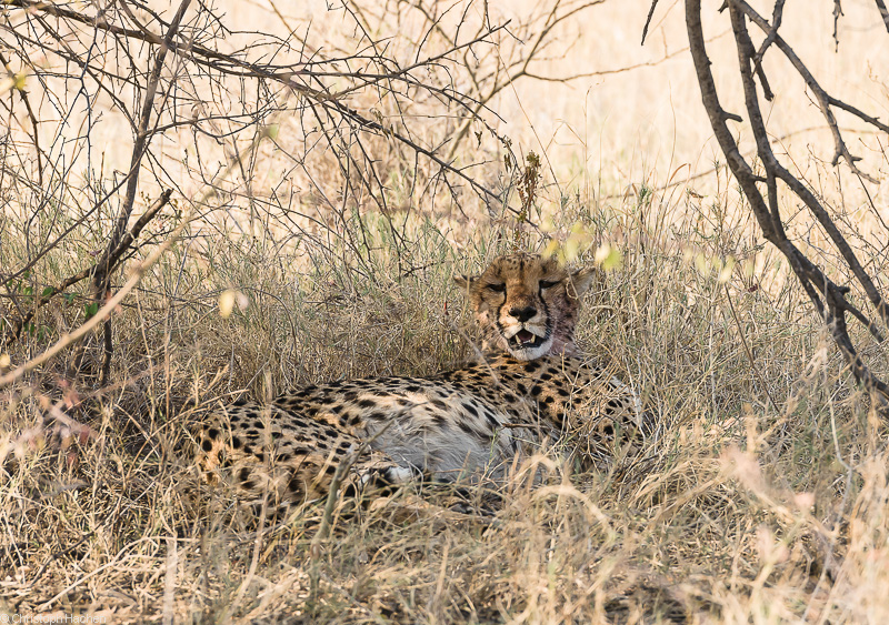 Namibia - Etosha