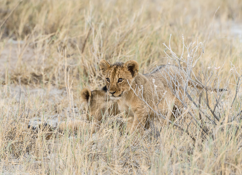 Namibia - Etosha