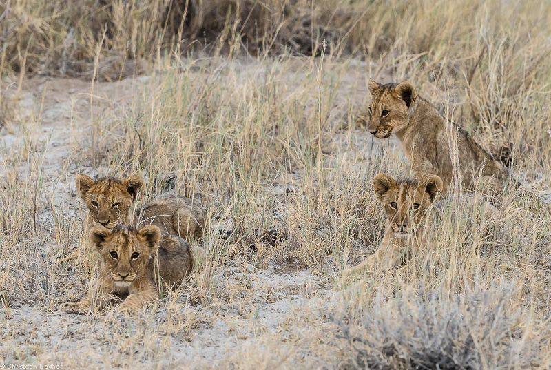 Namibia - Etosha