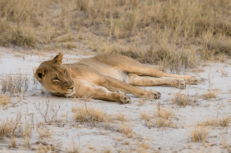 Namibia - Etosha