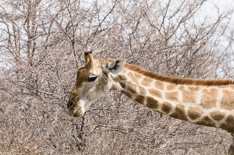 Namibia - Etosha