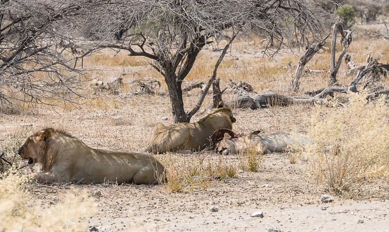 Namibia - Etosha