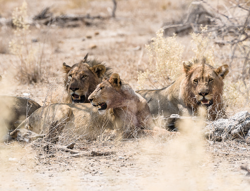 Namibia - Etosha