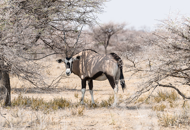 Namibia - Etosha