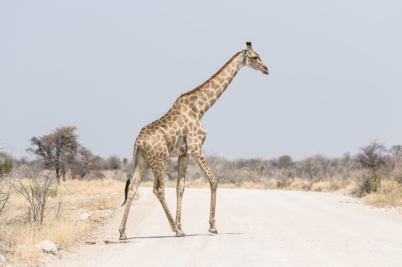 Namibia - Etosha