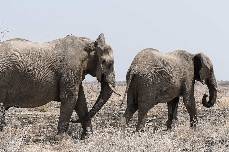 Namibia - Etosha