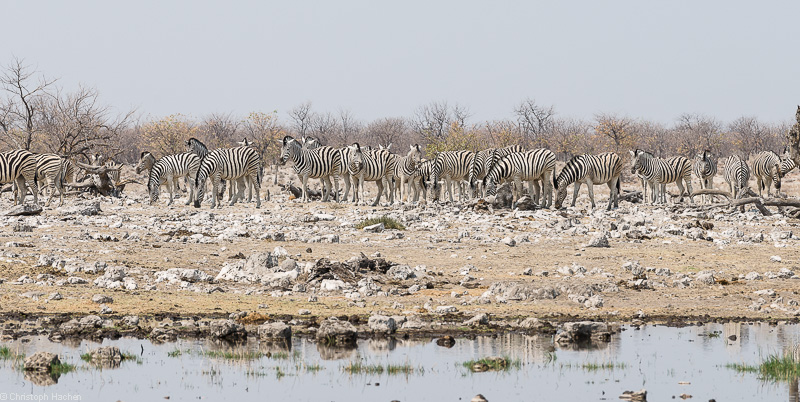 Namibia - Etosha
