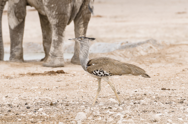 Namibia - Etosha