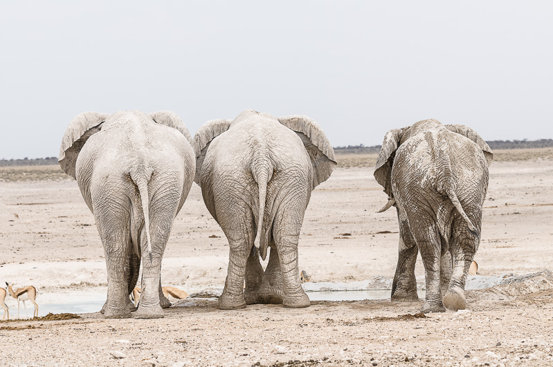 Namibia - Etosha